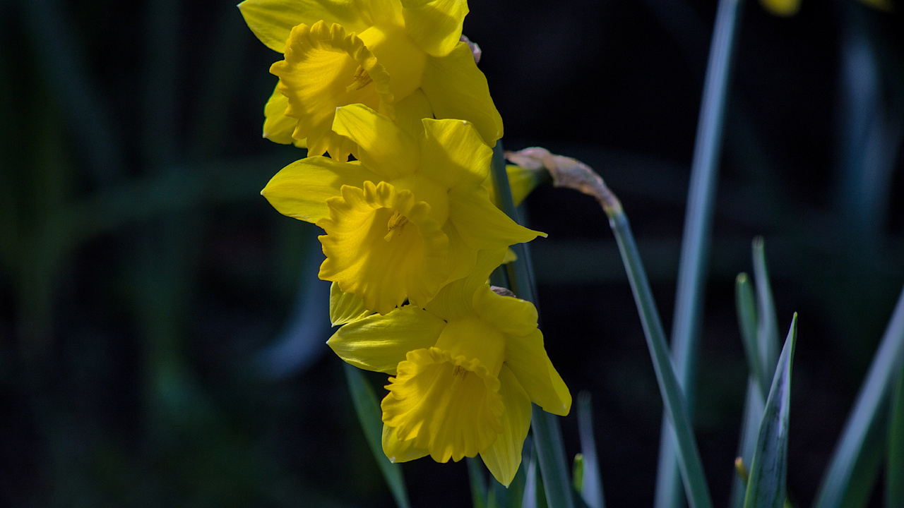 Daffodils