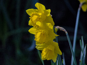 Daffodils