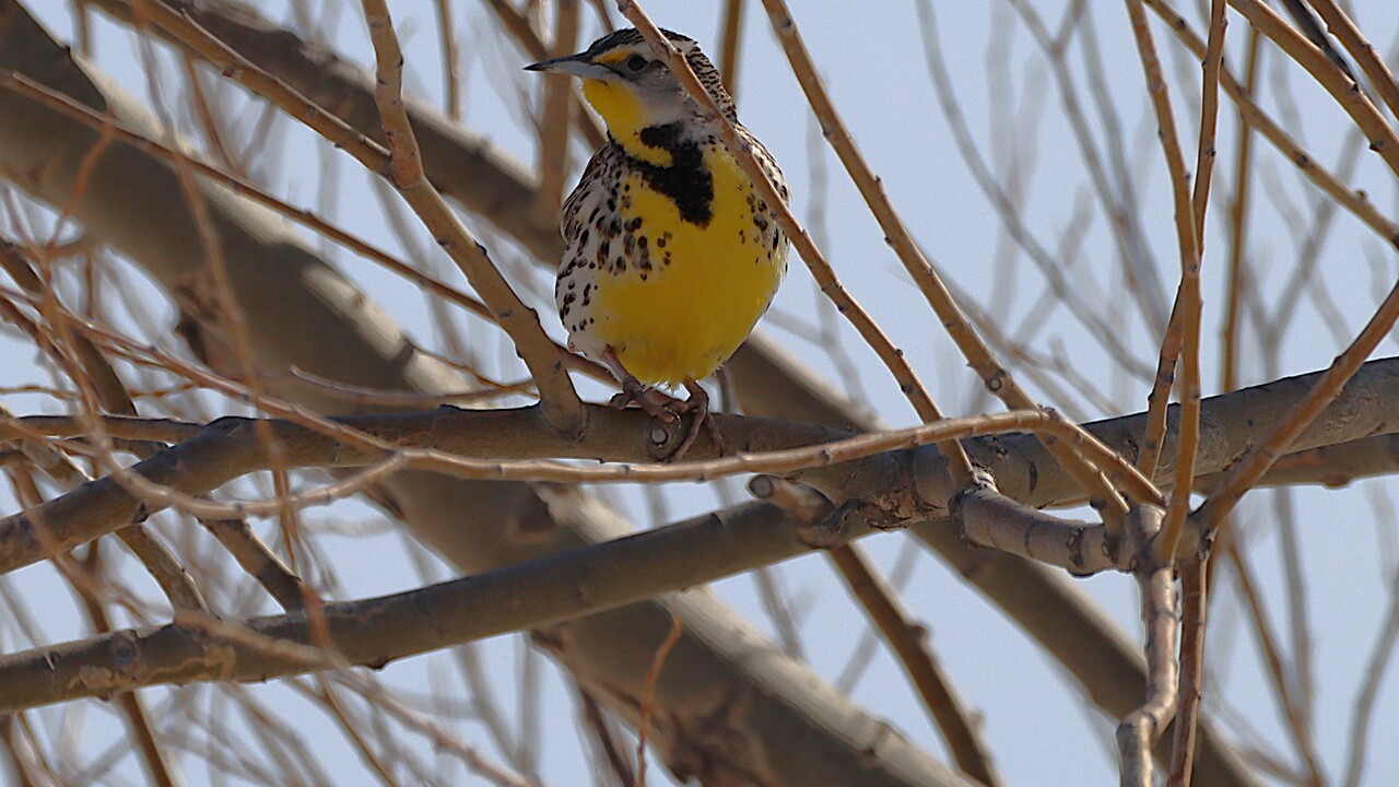 A beautiful Meadowlark
