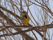 A beautiful Meadowlark