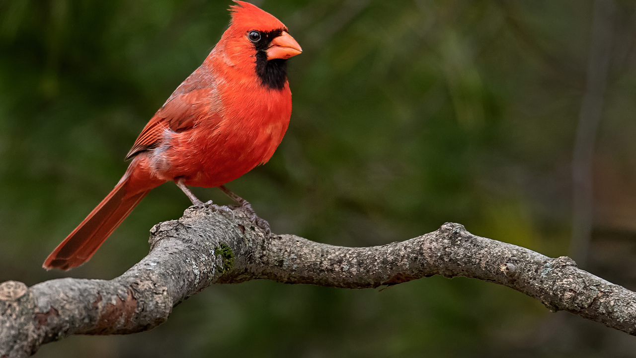 Northern Cardinal