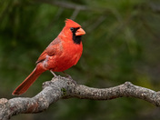 Northern Cardinal