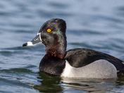 Ring Necked Duck