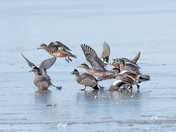 American and A Eurasian Wigeon