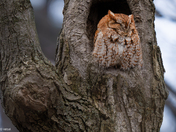 Red Morphed Screech Owl