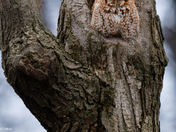Red Morphed Screech Owl