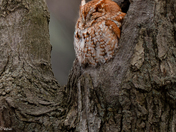Red Morphed Screech Owl