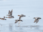 American Wigeon and an Eurasian Wigeon