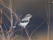 Northern Shrike