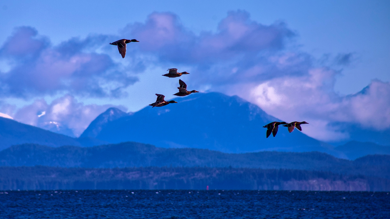 Mallards Over The Strait