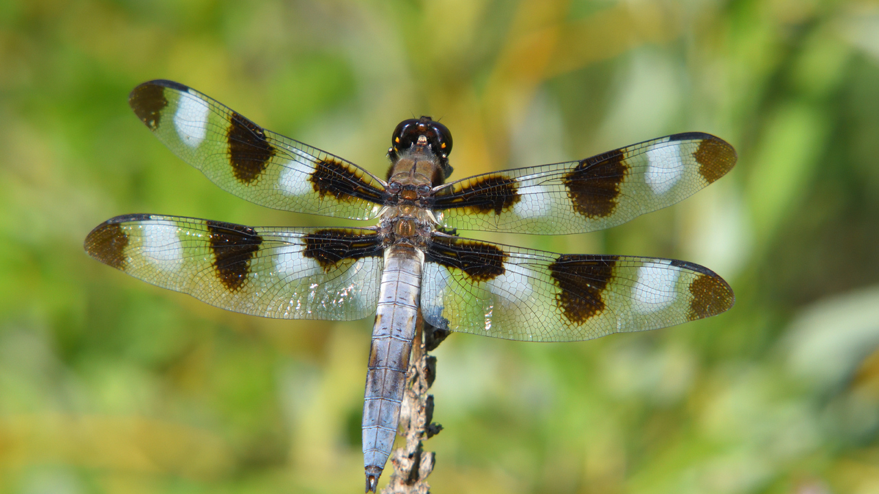 Plathemis lydia