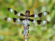 Plathemis lydia