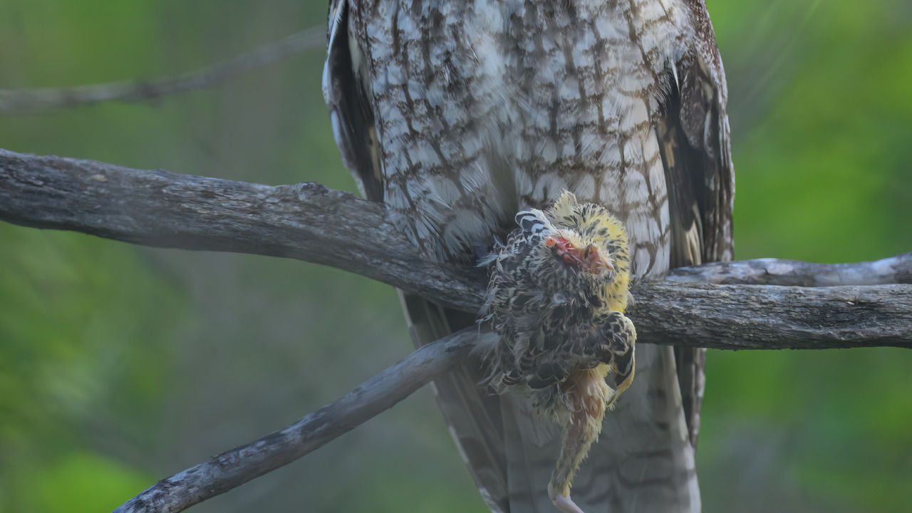 Long-Eared Owl