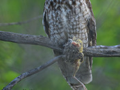 Long-Eared Owl