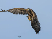 Golden Eagle
