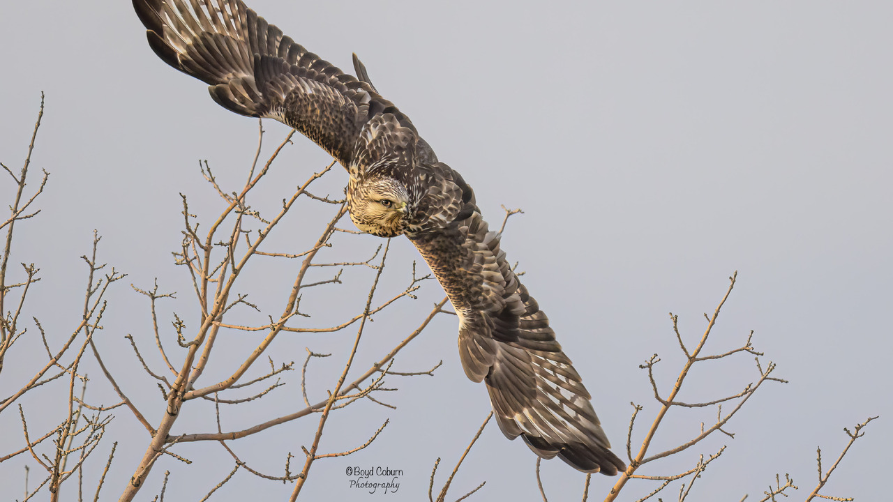 Rough-Legged Hawk