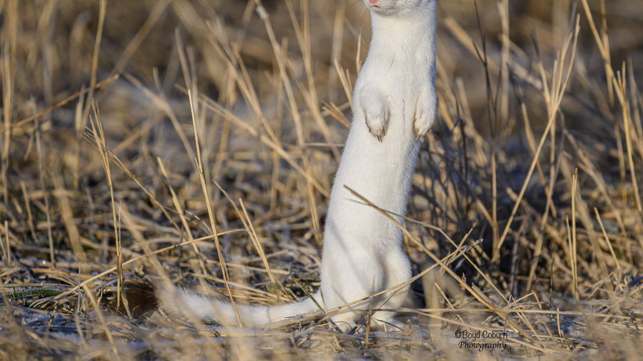 Long-Tailed Weasel