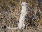 Long-Tailed Weasel