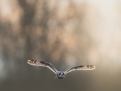 Short-eared Owl 