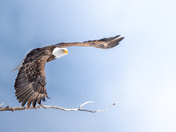 Soaring Eagle