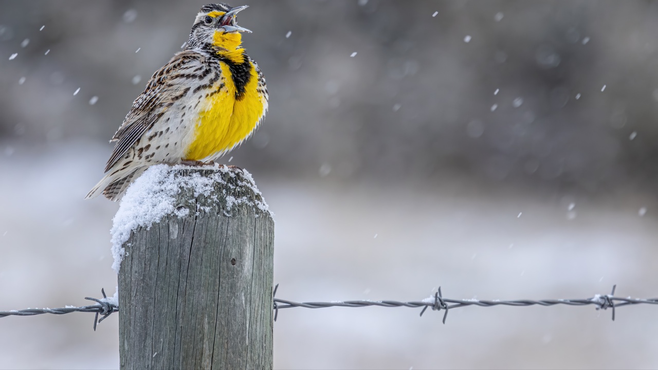 I Thought It Was Spring?!