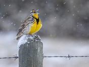 I Thought It Was Spring?!