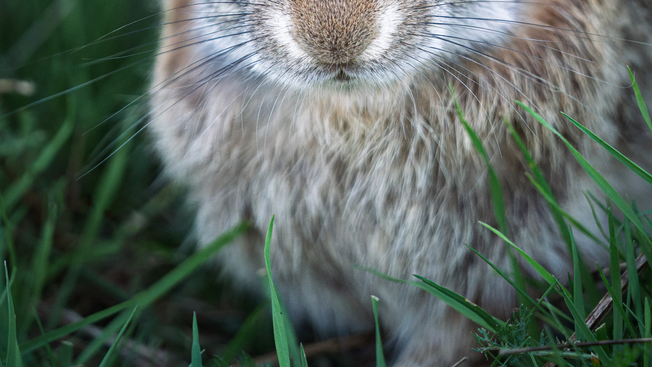 Eye to Eye: The Easter Sentinel