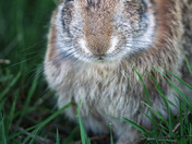 Eye to Eye: The Easter Sentinel