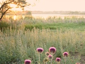 gazing at the sunrise LD