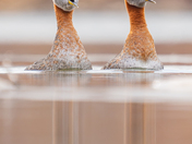 Red necked grebes
