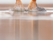 Red necked grebes