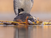 Red necked grebes