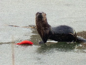 Golden Greetings Breakfast