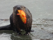 Golden Greetings Breakfast