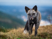 Signal Hill Fox