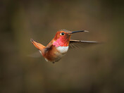 Rufus Bringing Spring