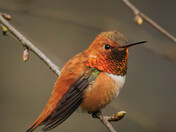 Rufus Bringing Spring