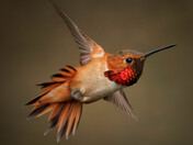 Rufus Bringing Spring