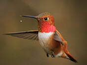 Rufus Bringing Spring