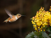 Anna's Hummingbird with Oregon Grape Flowers