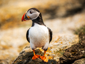 Newfoundland Puffins Part One