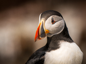 Newfoundland Puffins Part One