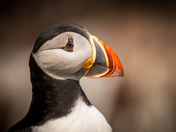 Newfoundland Puffins Part One