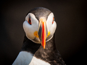 Newfoundland Puffins Part One