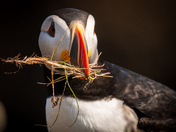 Newfoundland Puffins Part Two