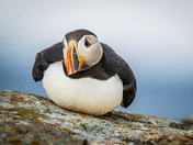 Newfoundland Puffins Part Two