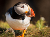 Newfoundland Puffins Part Two