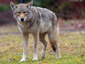Eastern Coyote