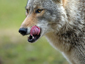 Eastern Coyote