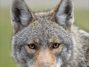 Eastern Coyote